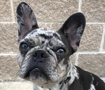 black and white dog with ears up