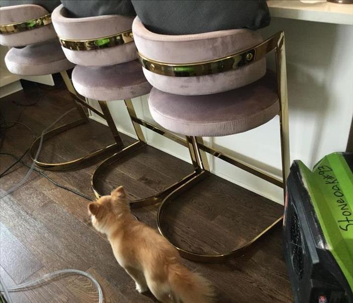 a puppy walks through a water damage site