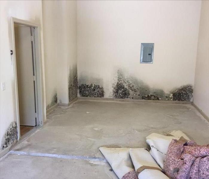 mold growth on walls