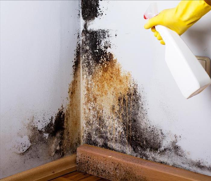 mold removal